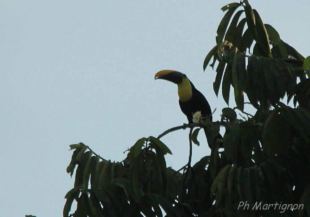 Yellow-throated Toucan, identification