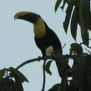 Yellow-throated Toucan