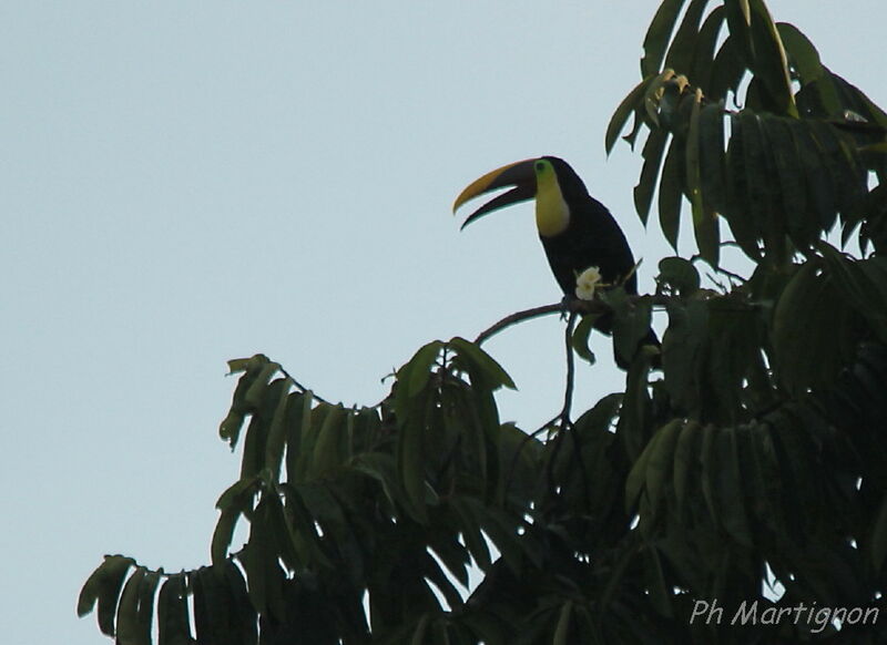 Toucan tocard, identification