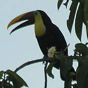 Yellow-throated Toucan