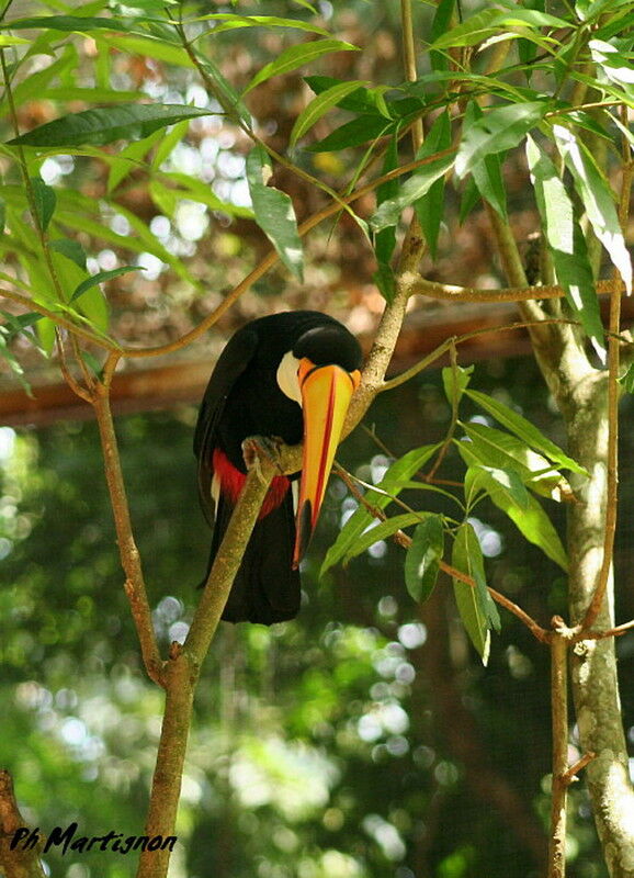 Toucan toco