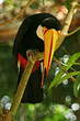 Toucan toco