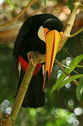 Toco Toucan