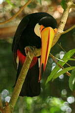 Toucan toco