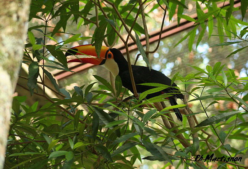 Toco Toucan