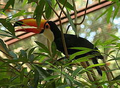 Toco Toucan