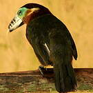 Toucanet à bec tacheté
