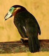 Spot-billed Toucanet