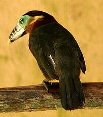 Toucanet à bec tacheté