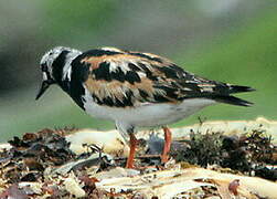 Ruddy Turnstone