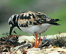 Ruddy Turnstone