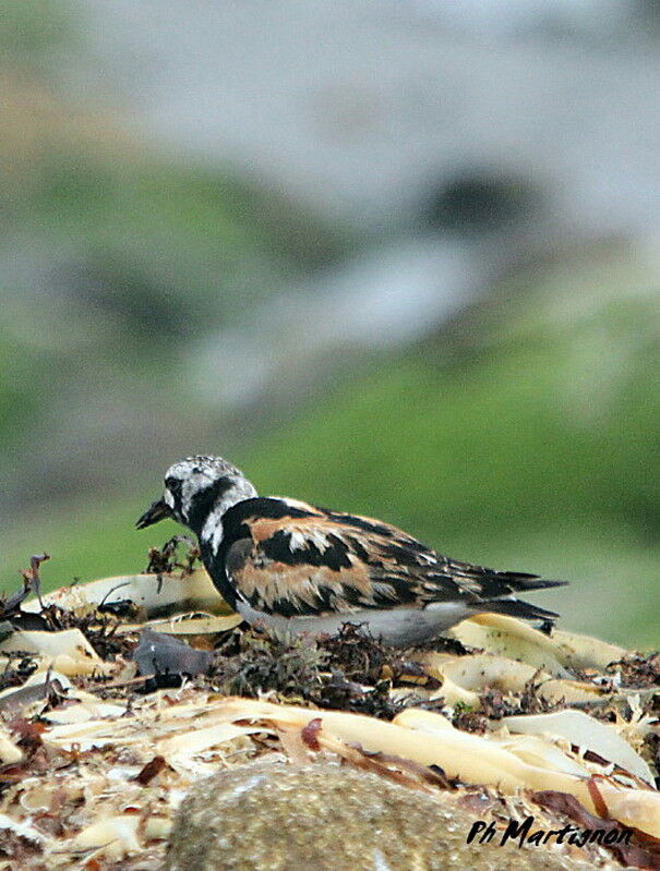 Ruddy Turnstone