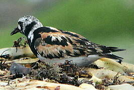 Ruddy Turnstone