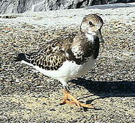 Ruddy Turnstone