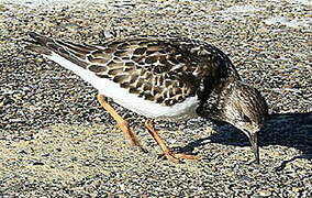 Ruddy Turnstone