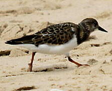 Ruddy Turnstone