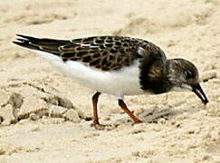 Ruddy Turnstone