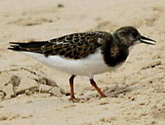 Ruddy Turnstone