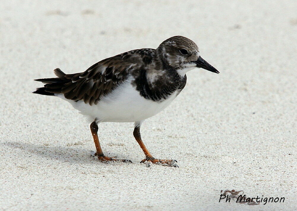 Tournepierre à collier, identification