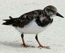 Ruddy Turnstone