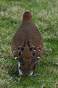 Zenaida Dove