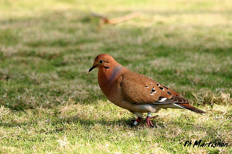 Zenaida Dove