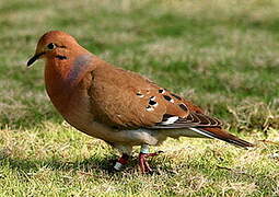 Zenaida Dove