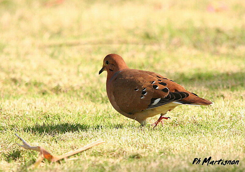 Zenaida Dove