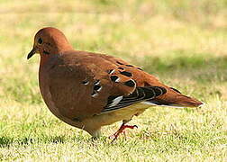 Zenaida Dove