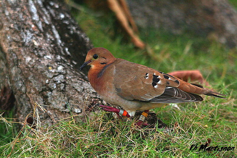 Zenaida Dove