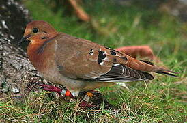 Zenaida Dove