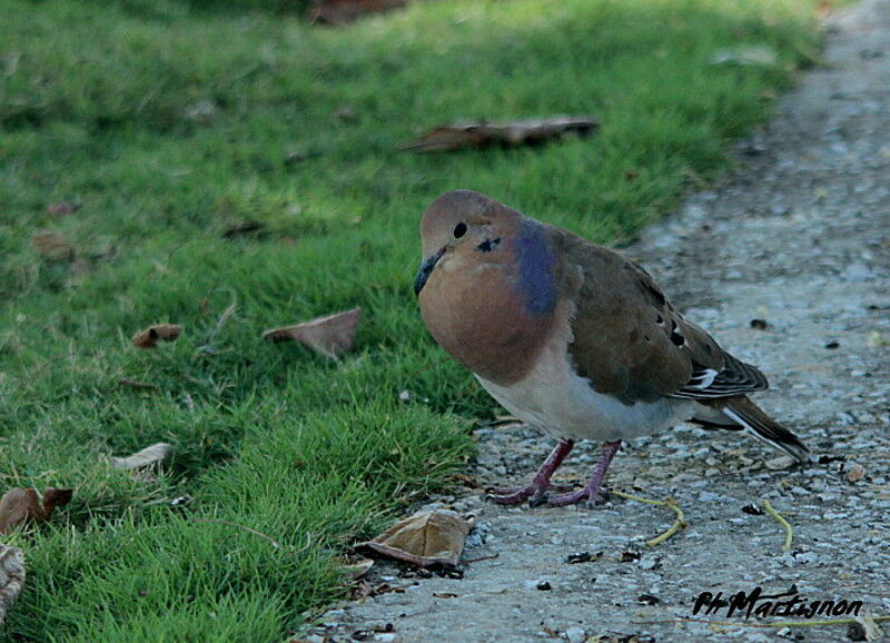 Zenaida Dove