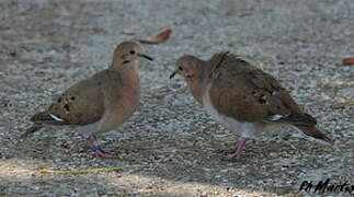 Zenaida Dove