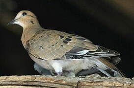 Zenaida Dove