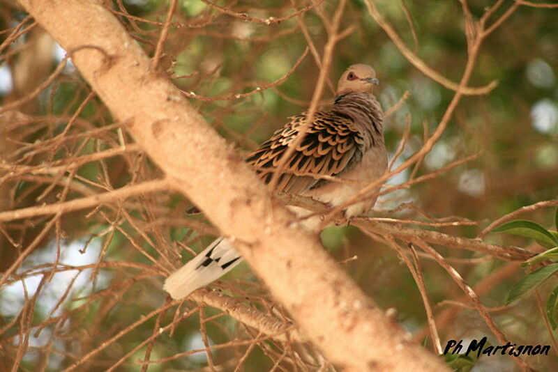 European Turtle Dove