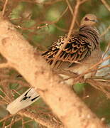 European Turtle Dove