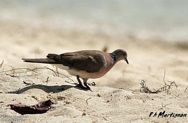 Tourterelle des Philippines, identification