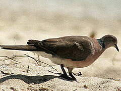 Philippine Collared Dove