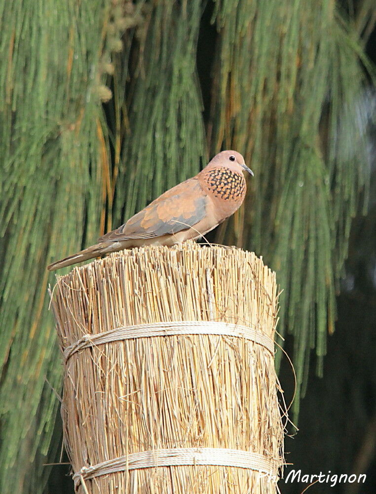 Tourterelle maillée, identification