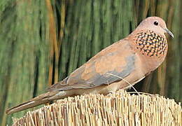 Laughing Dove