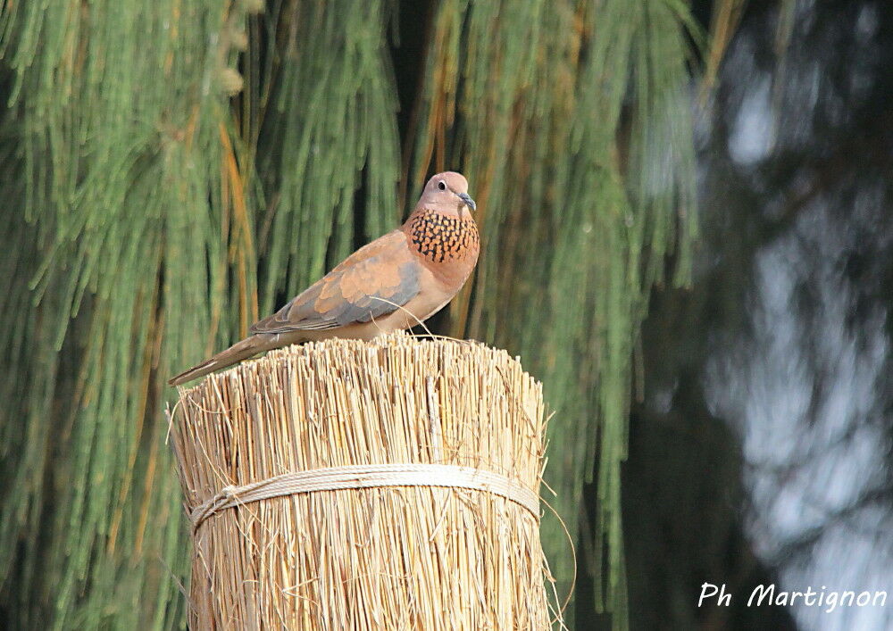 Laughing Dove, identification