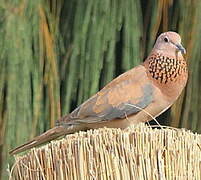 Laughing Dove