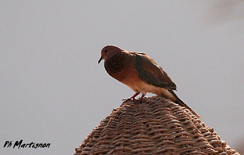 Laughing Dove, identification