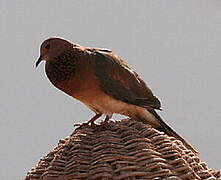 Laughing Dove