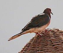 Laughing Dove