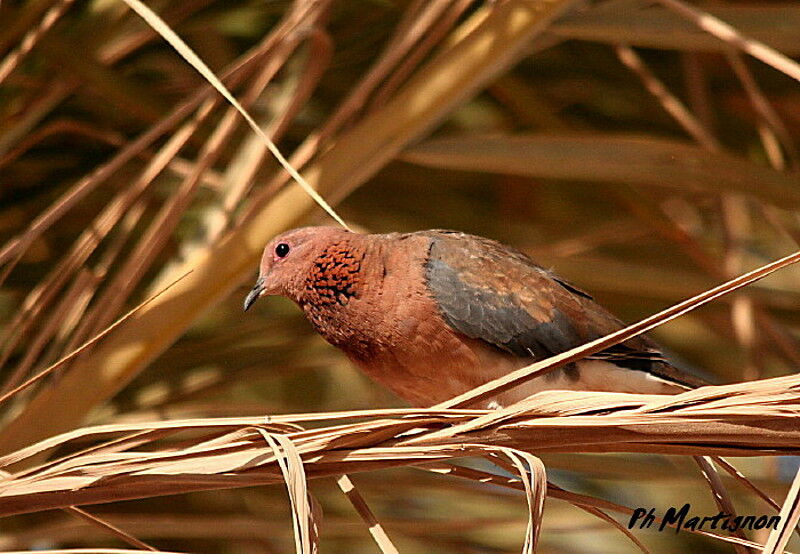 Tourterelle maillée, identification