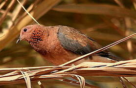 Laughing Dove