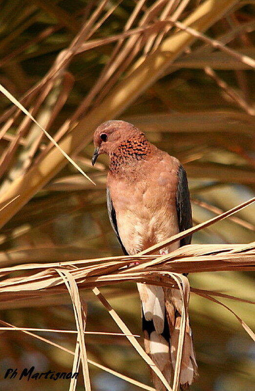 Tourterelle maillée, identification