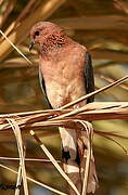 Laughing Dove