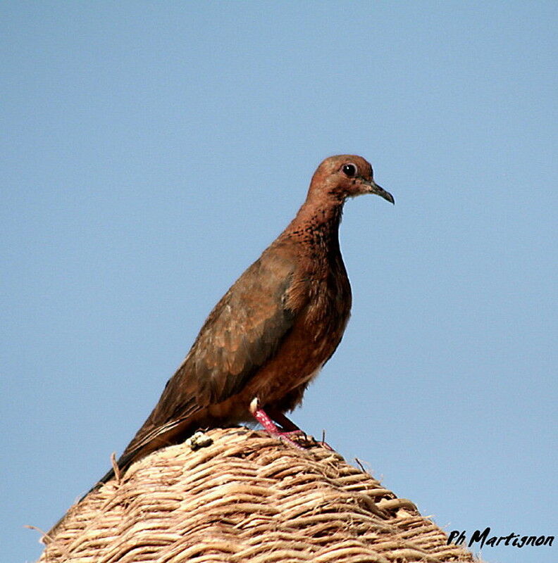 Laughing Dove, identification